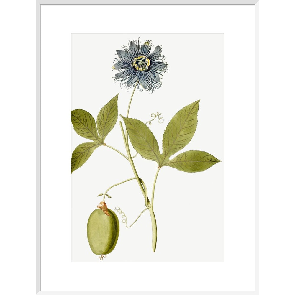 Passiflora (Passion flower) print in white frame