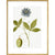 Passiflora (Passion flower) print in gold frame
