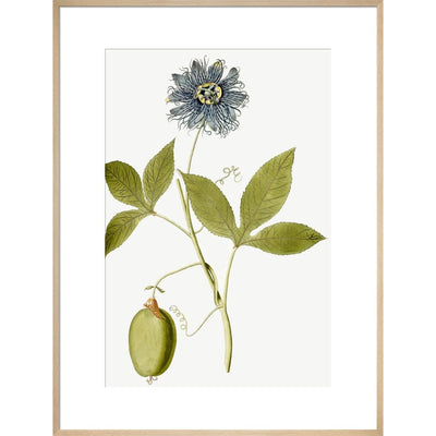 Passiflora (Passion flower) print in natural frame
