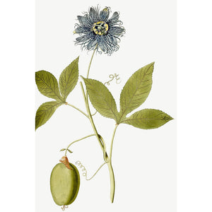 Passiflora (Passion flower) print