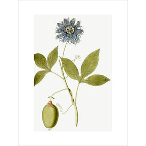 Passiflora (Passion flower) print unframed