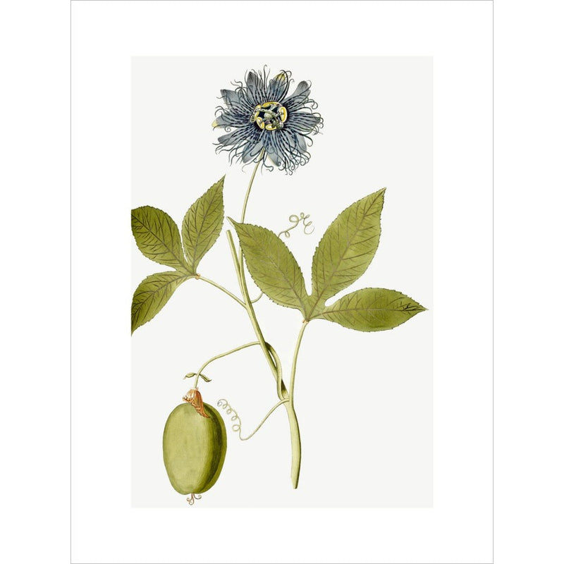 Passiflora (Passion flower) print