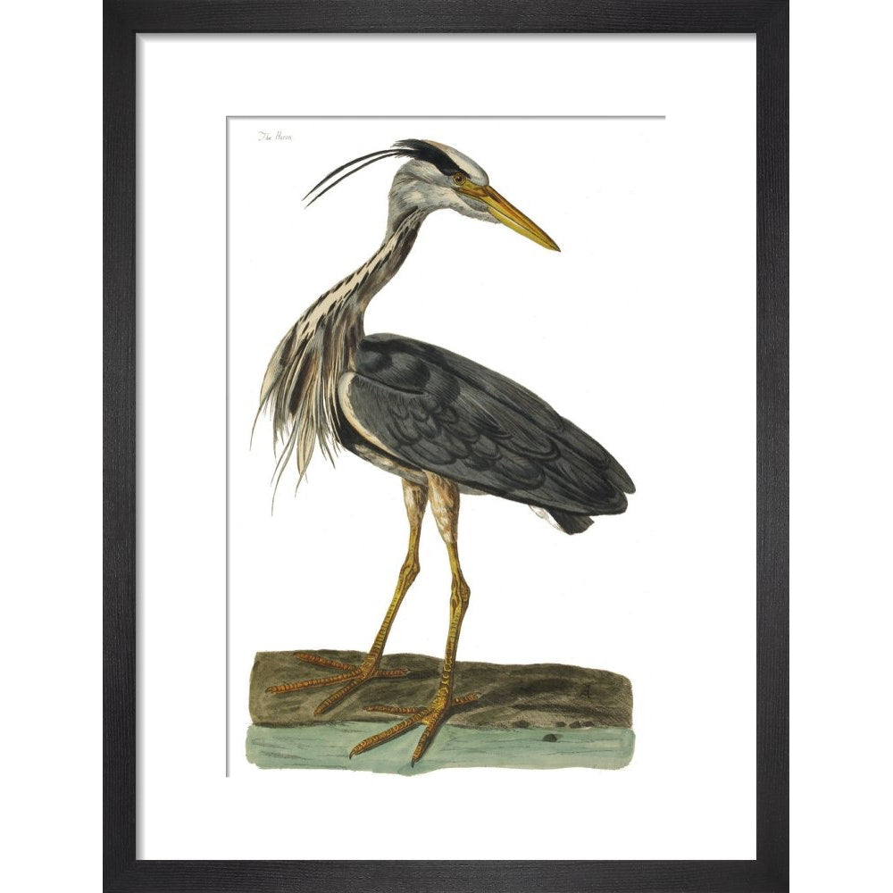 Heron print in black frame