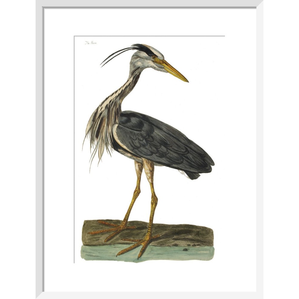 Heron print in white frame