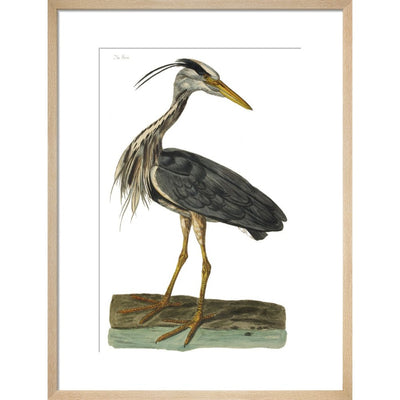 Heron print in natural frame