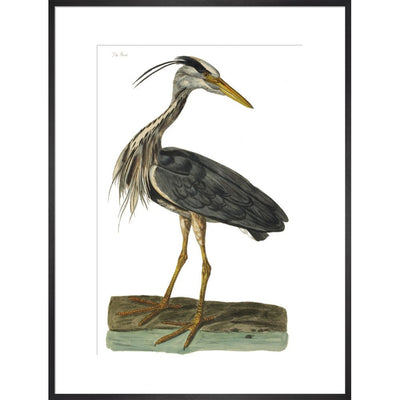 Heron print in black frame