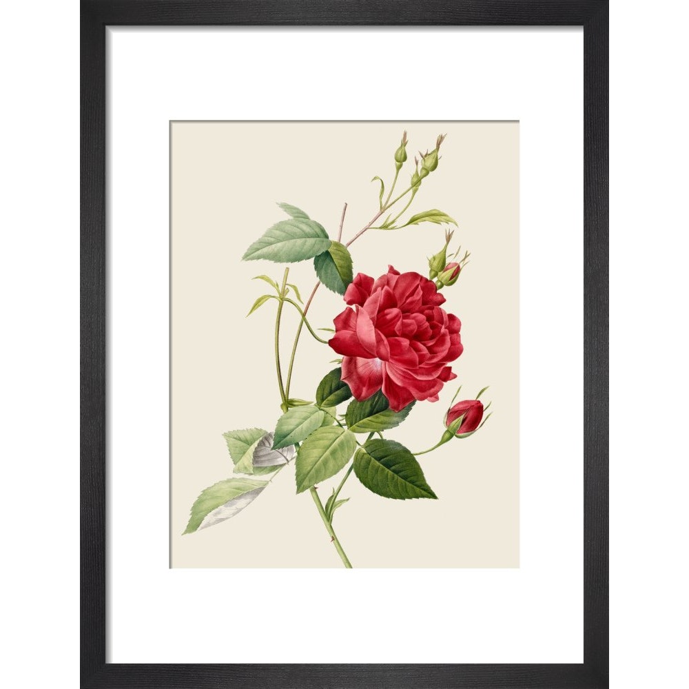 Rose print in black frame