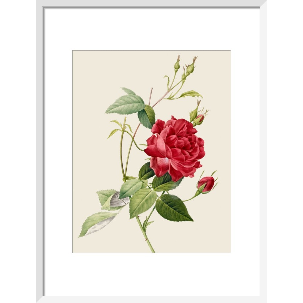 Rose print in white frame