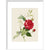 Rose print in white frame