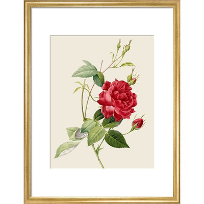 Rose print in gold frame