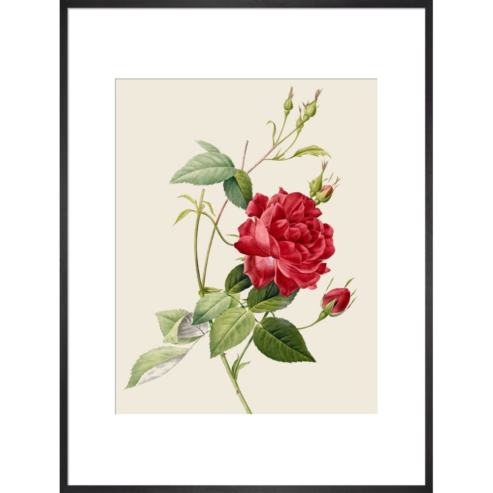 Rose print in black frame