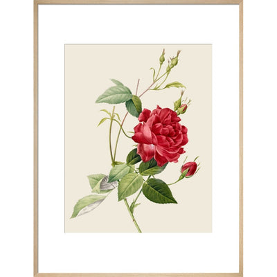 Rose print in natural frame