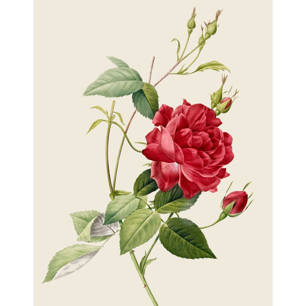 Rose print
