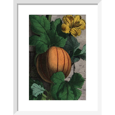 Melon print in white frame