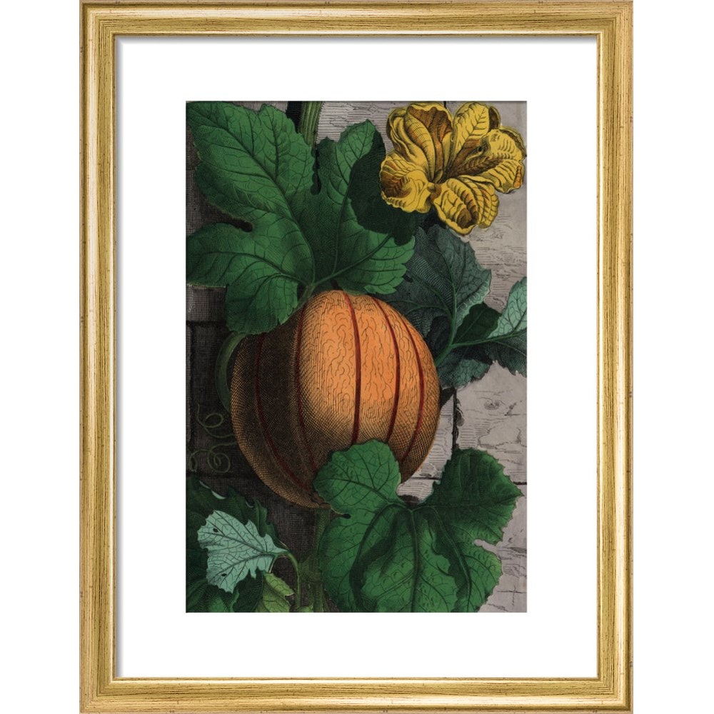 Melon print in gold frame
