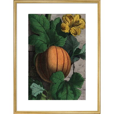 Melon print in gold frame