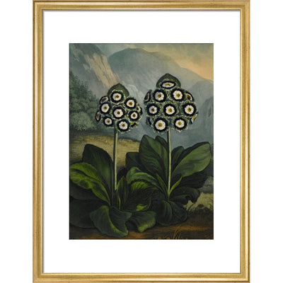 Auricula print in gold frame
