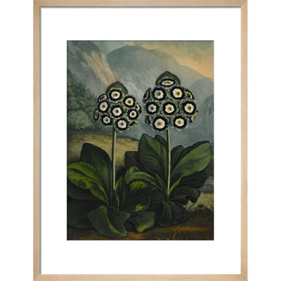 Auricula print in natural frame