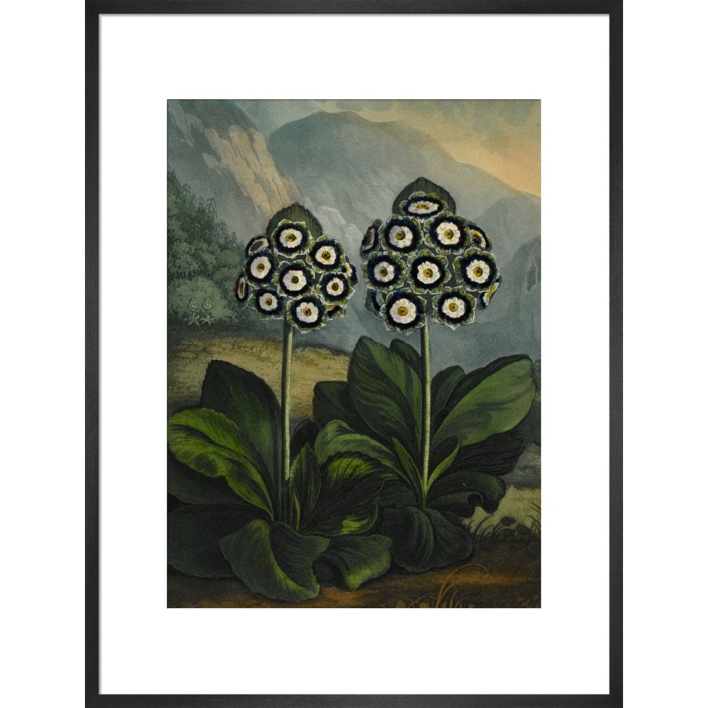 Auricula print in black frame