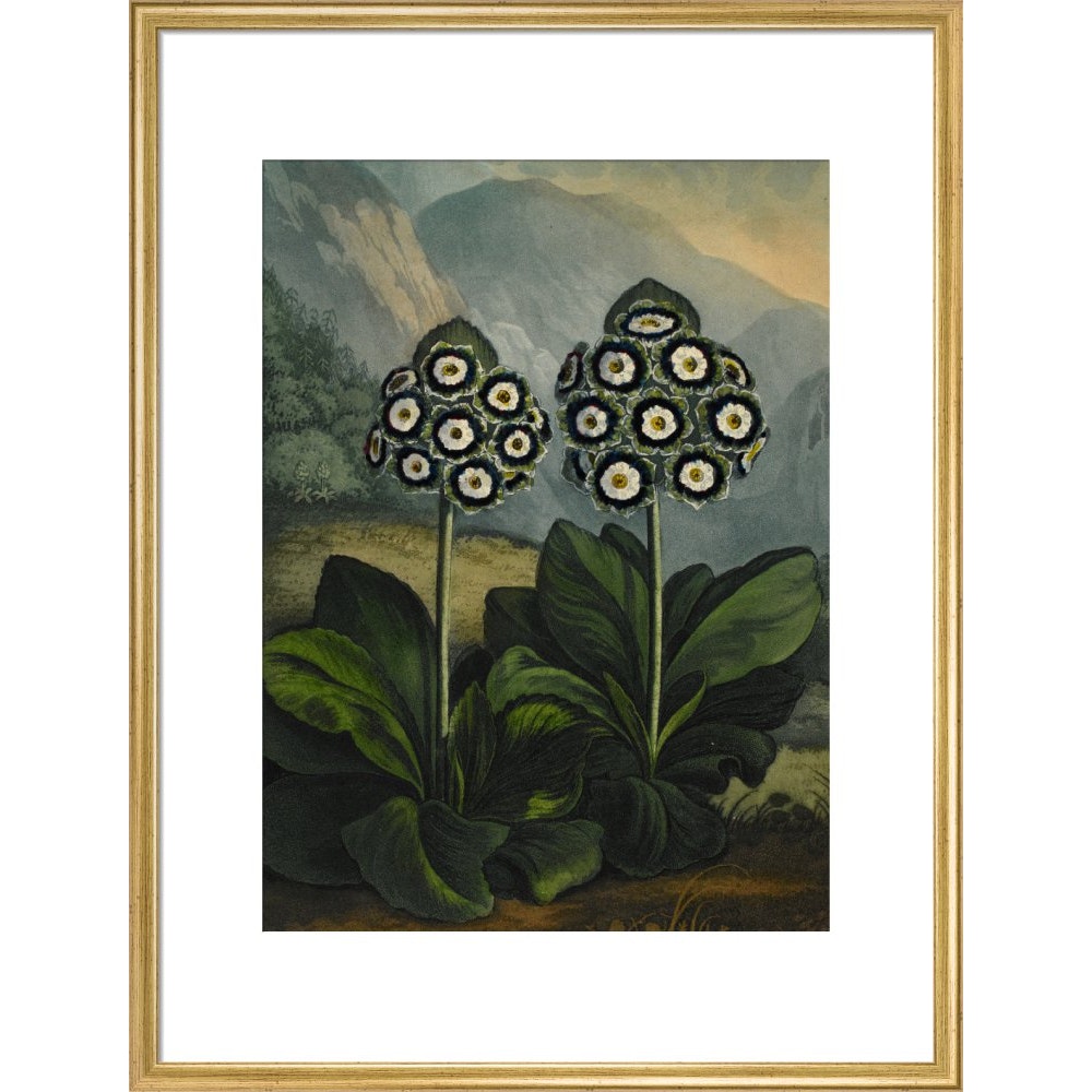 Auricula print in gold frame
