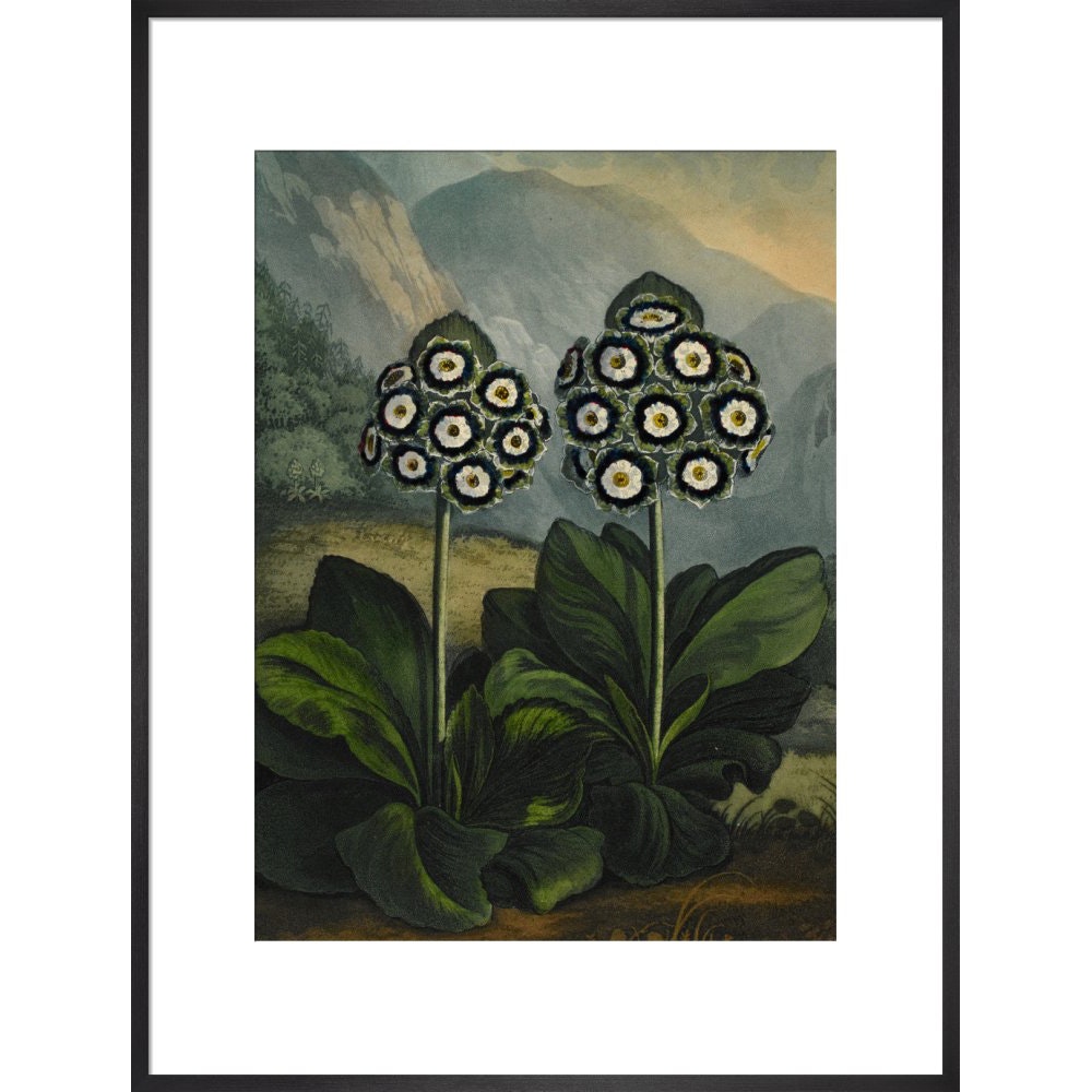 Auricula print in black frame