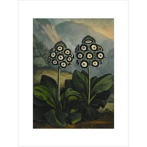 Auricula print unframed