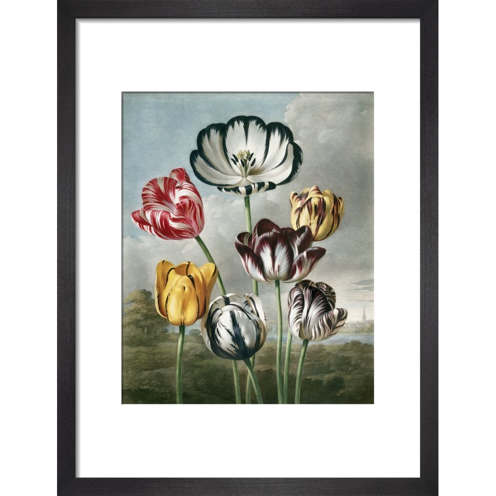 Tulips - The Temple of Flora print in black frame