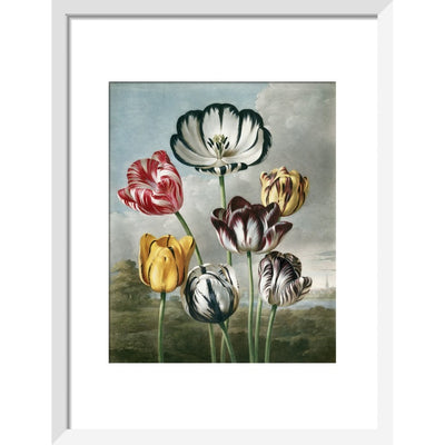Tulips - The Temple of Flora print in white frame