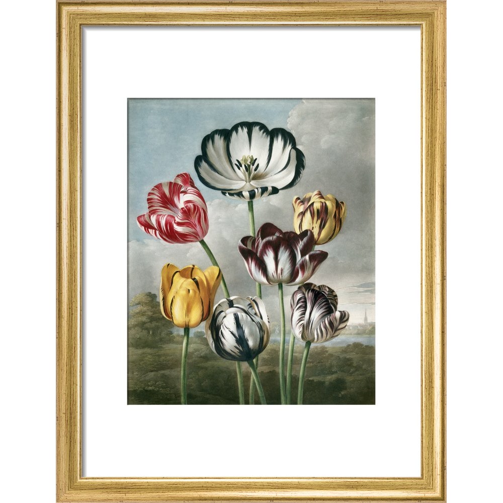 Tulips - The Temple of Flora print in gold frame