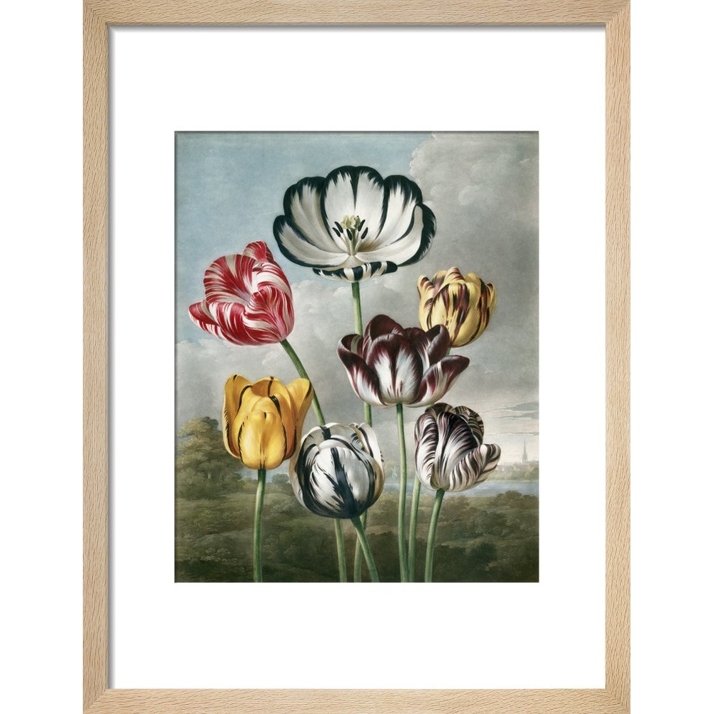Tulips - The Temple of Flora print in natural frame