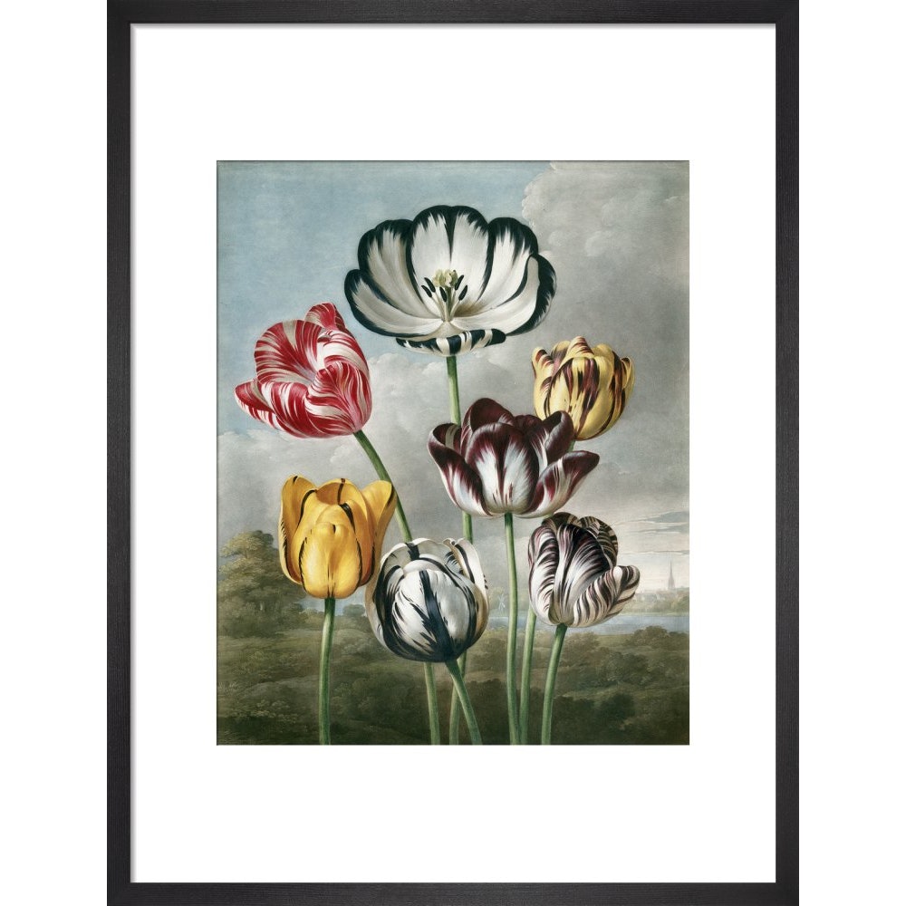 Tulips - The Temple of Flora print in black frame
