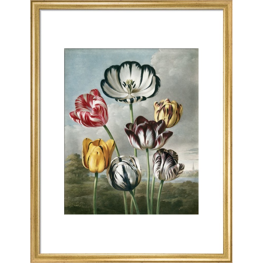 Tulips - The Temple of Flora print in gold frame