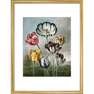 Tulips - The Temple of Flora print in gold frame
