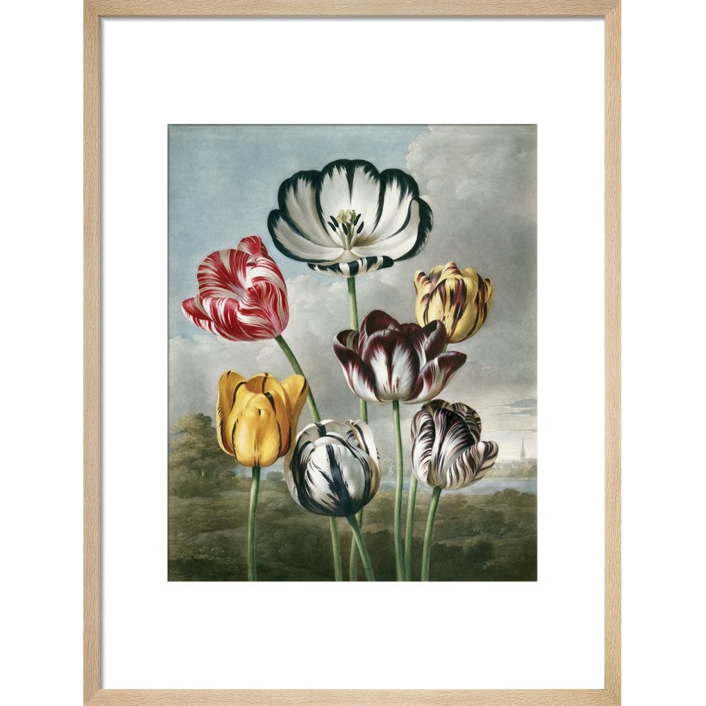 Tulips - The Temple of Flora print in natural frame