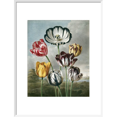 Tulips - The Temple of Flora print in white frame