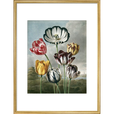 Tulips - The Temple of Flora print in gold frame