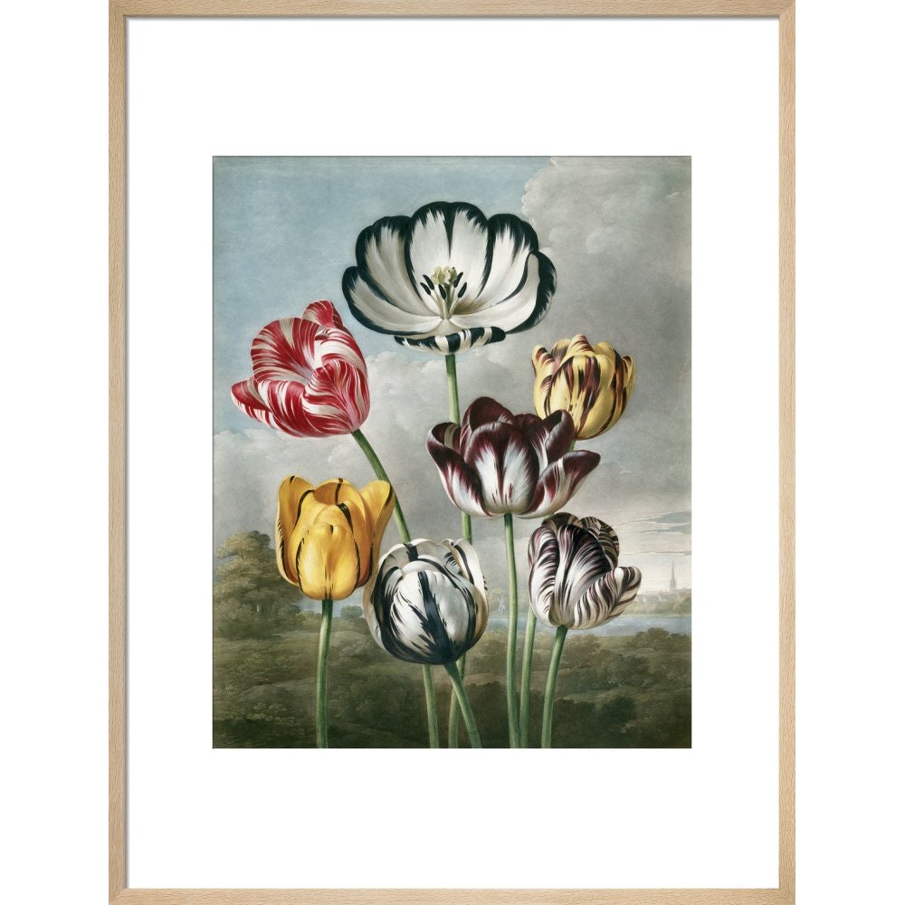 Tulips - The Temple of Flora print in natural frame