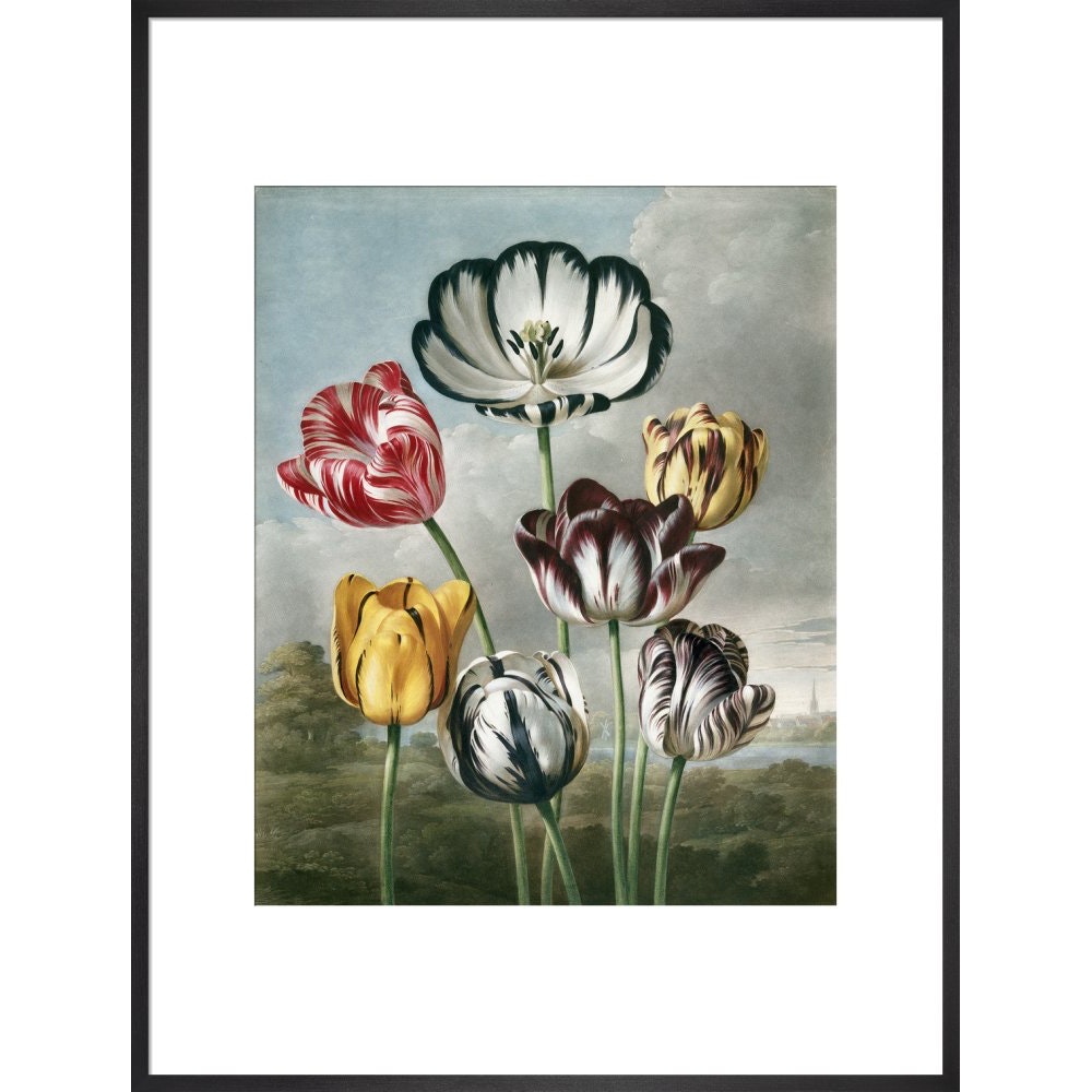 Tulips - The Temple of Flora print in black frame