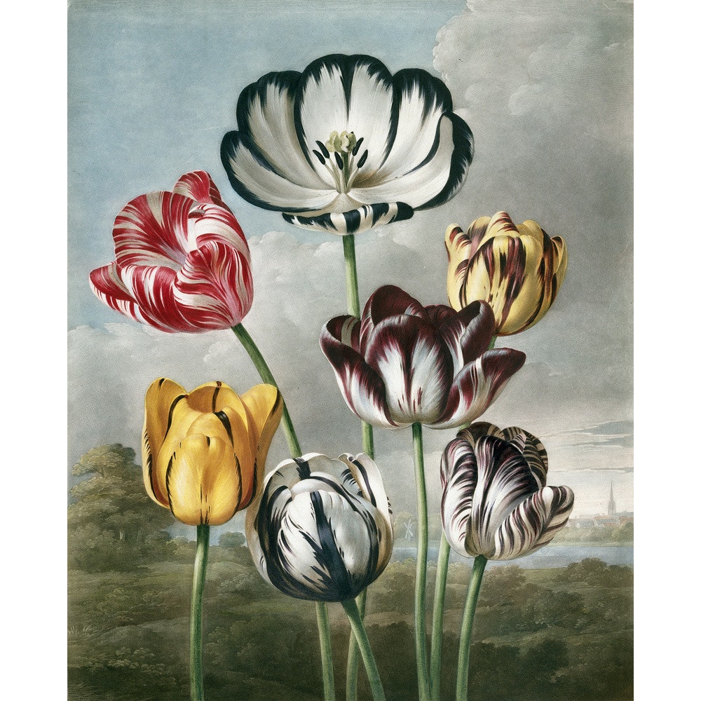Tulips - The Temple of Flora print
