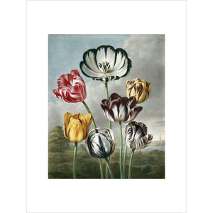 Tulips - The Temple of Flora print unframed