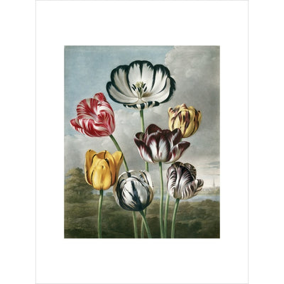 Tulips - The Temple of Flora print unframed