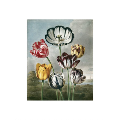 Tulips - The Temple of Flora print unframed
