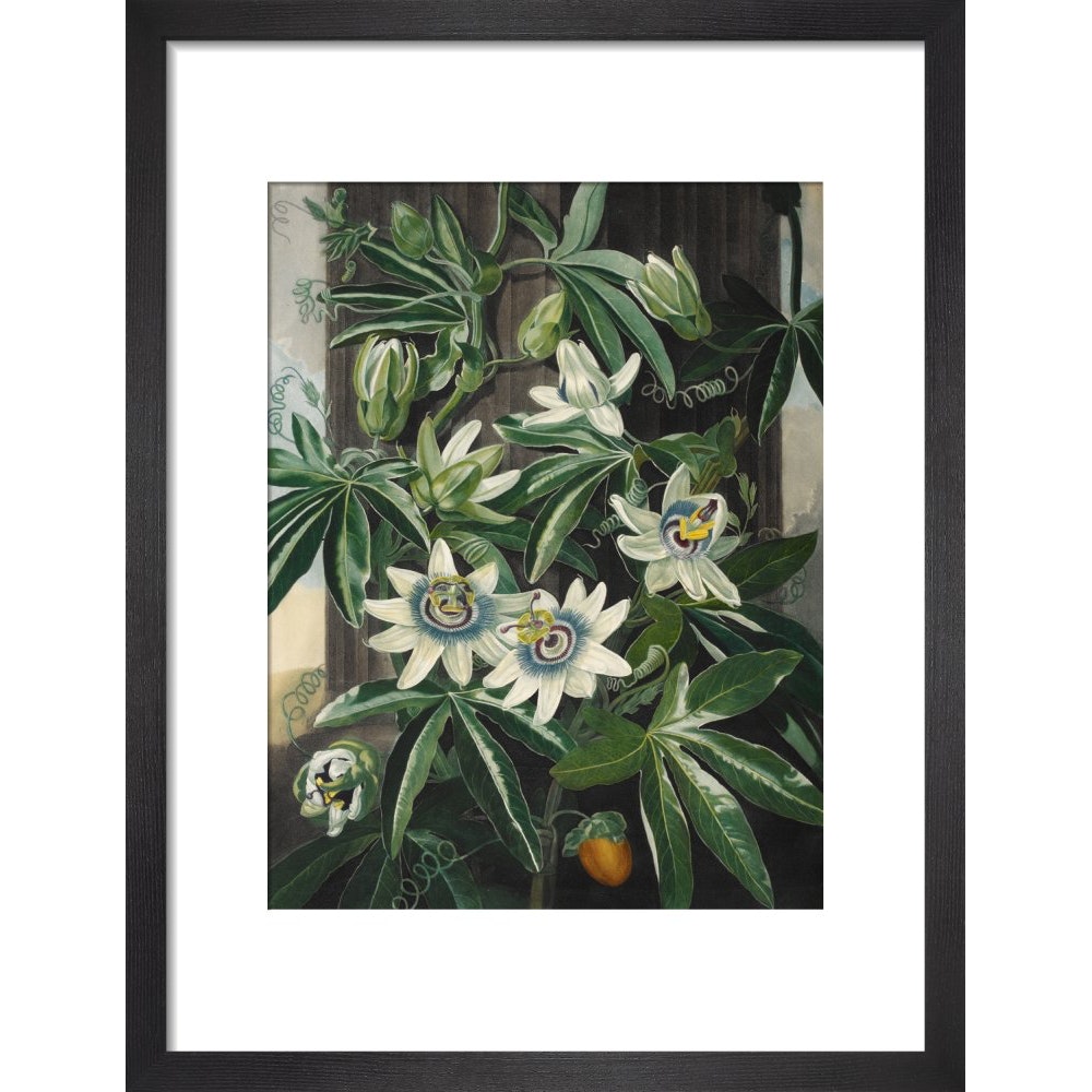 Passion Flower print in black frame