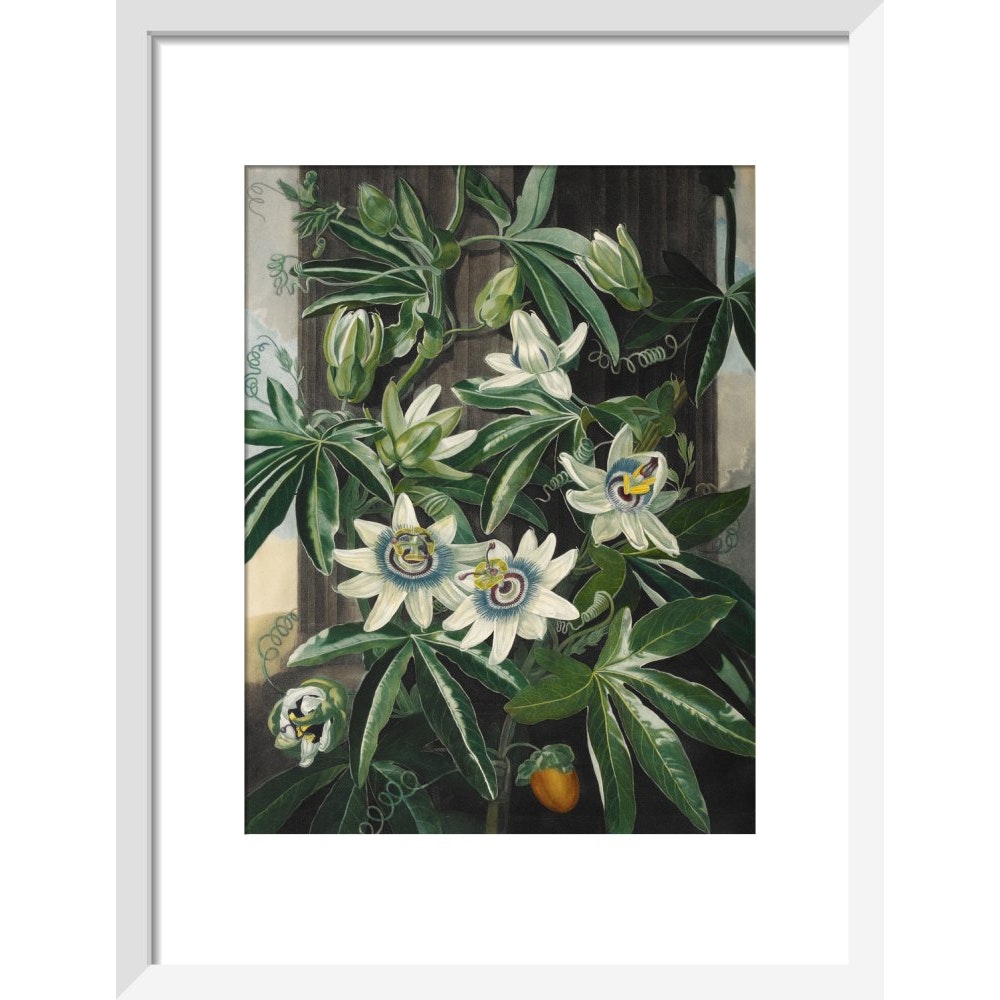Passion Flower print in white frame