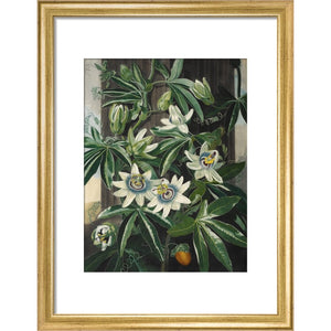 Passion Flower print in gold frame