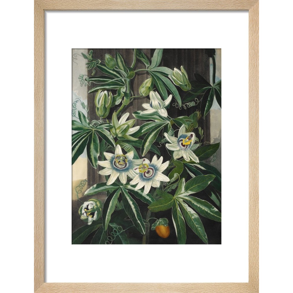 Passion Flower print in natural frame
