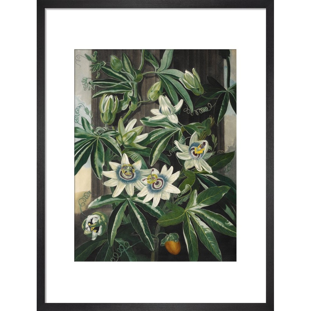 Passion Flower print in black frame