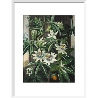 Passion Flower print in white frame