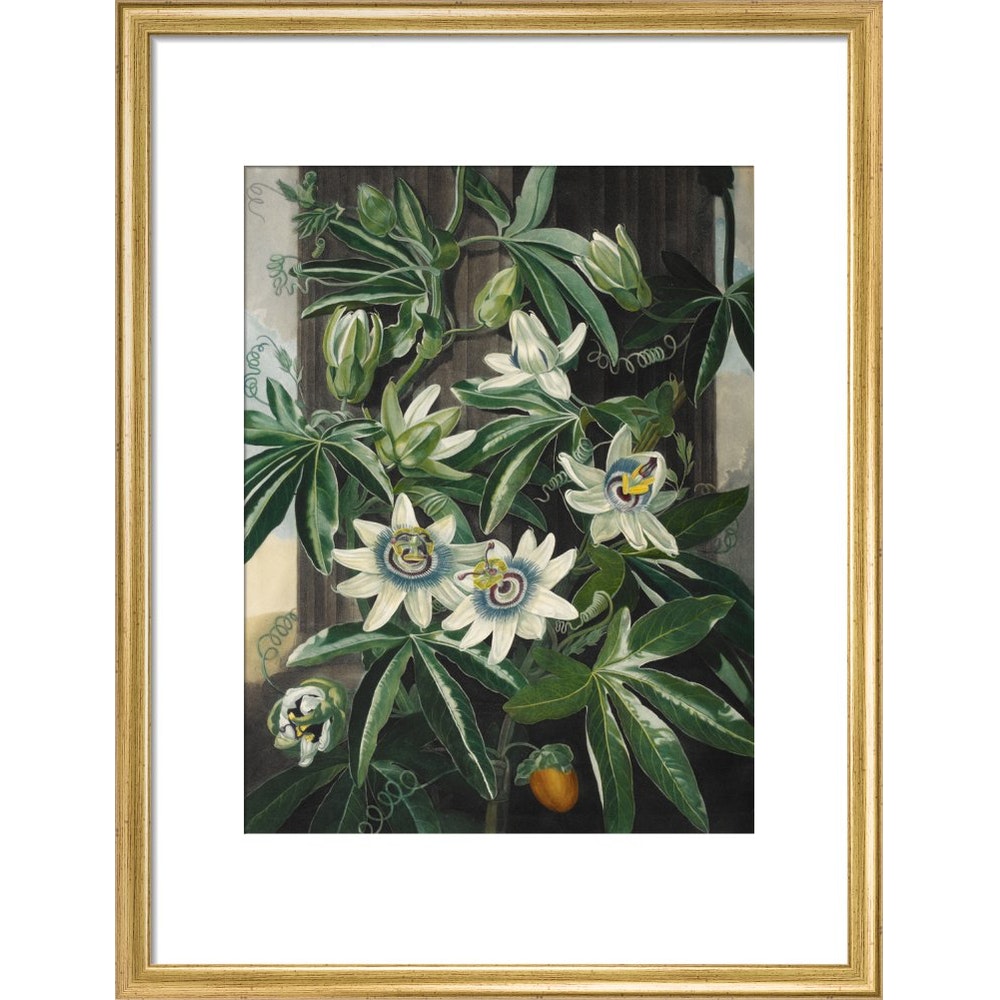 Passion Flower print in gold frame