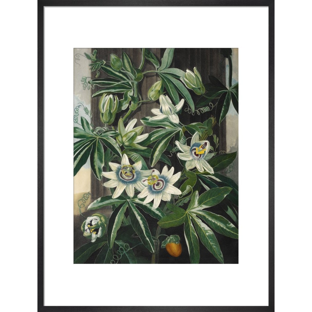 Passion Flower print in black frame